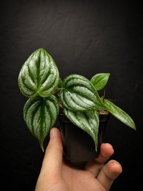 Philodendron brandi