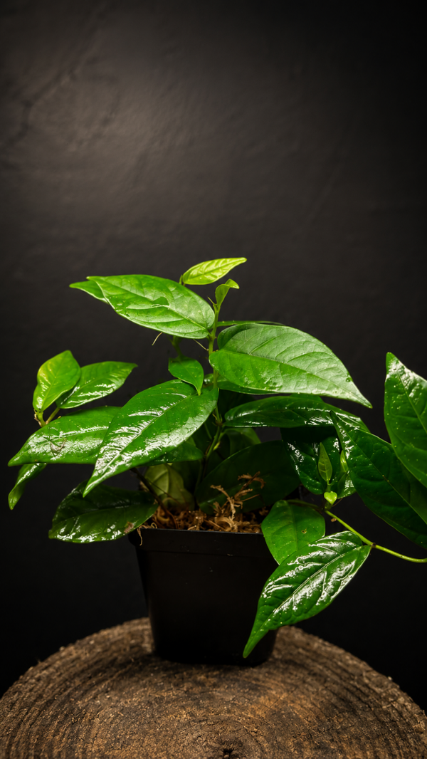 Ficus sagittata