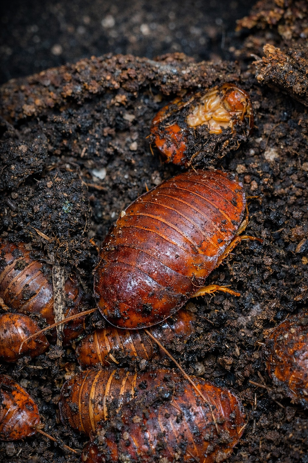 Paradicta rotunda - Blatte Fouilleuse Rouge