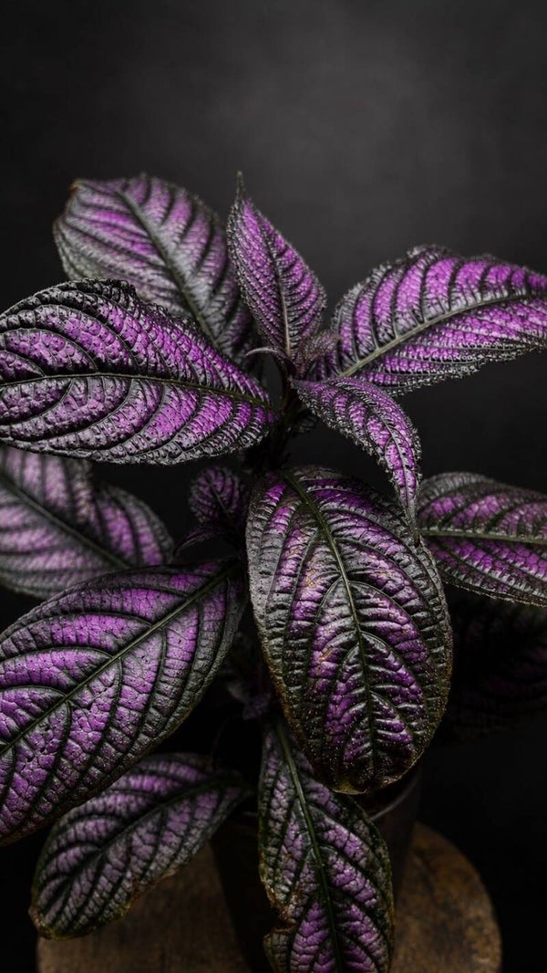 Strobilanthes dyeriana