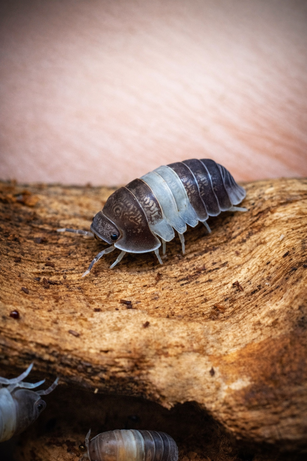 Cubaris sp panda king