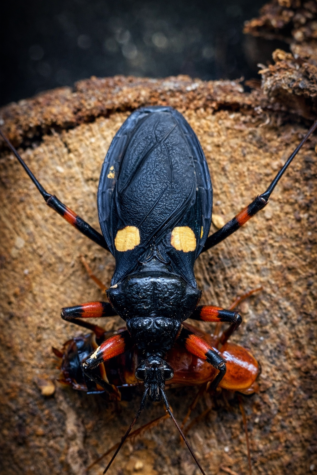 Platymeris guttatipennis - Punaise assassine