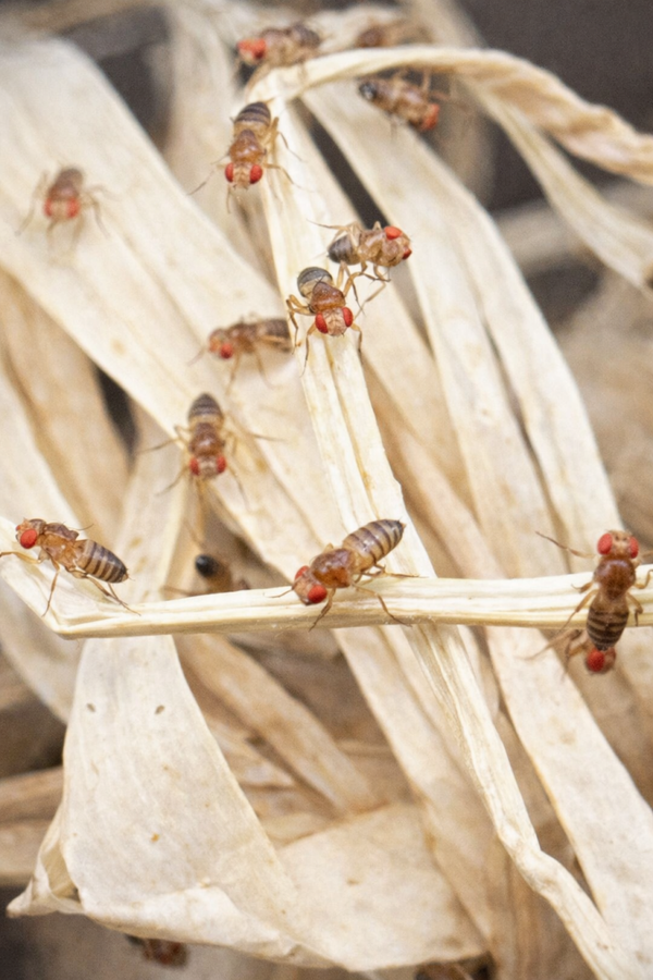 Drosophila melanogaster - Drosophiles