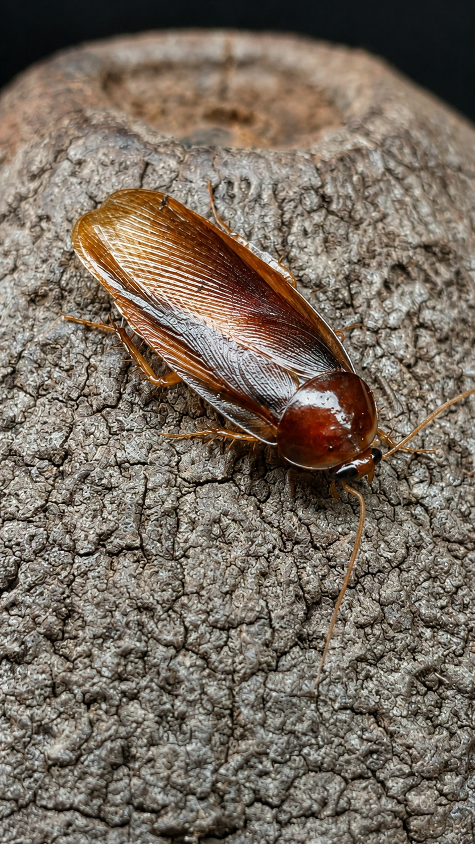 Pycnoscelus tenebrigera - Blatte fouilleuse