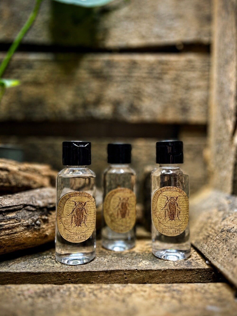 Huile anti-évasion DjoAnts (50ml)