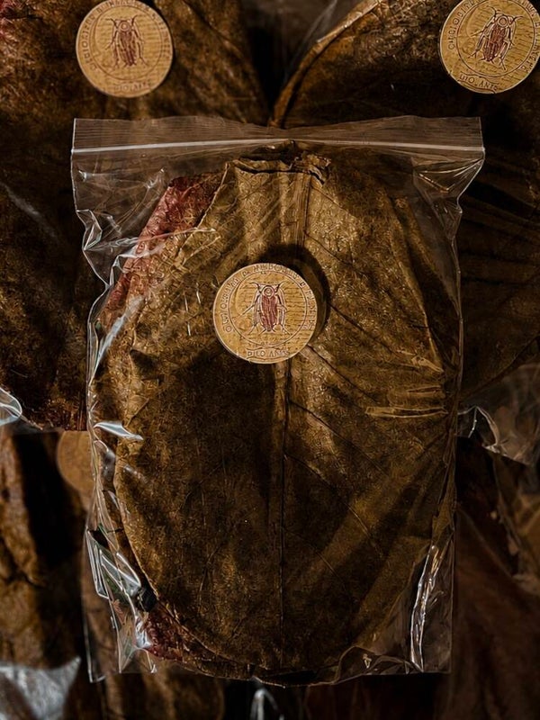 Feuille de catapa XL DjoAnts (5 feuilles 16-20 cm)