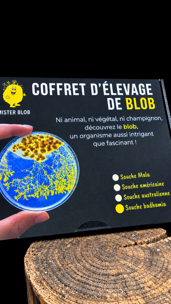 Kit blob - Mister Blob