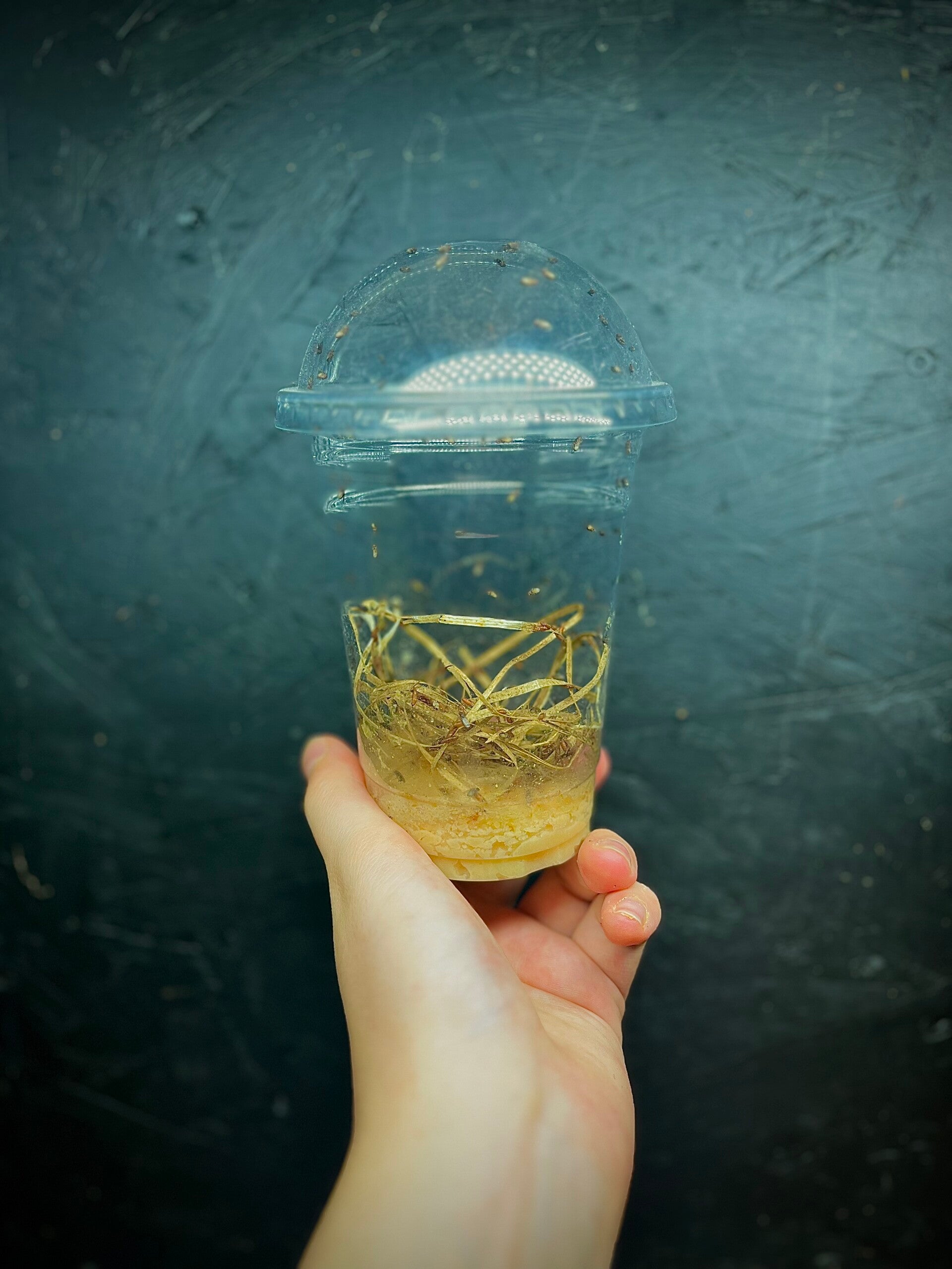 Drosophila hydei - Drosophiles