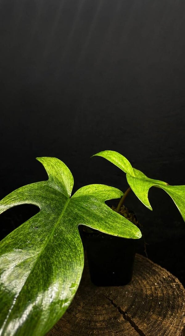 Philodendron Florida Ghost