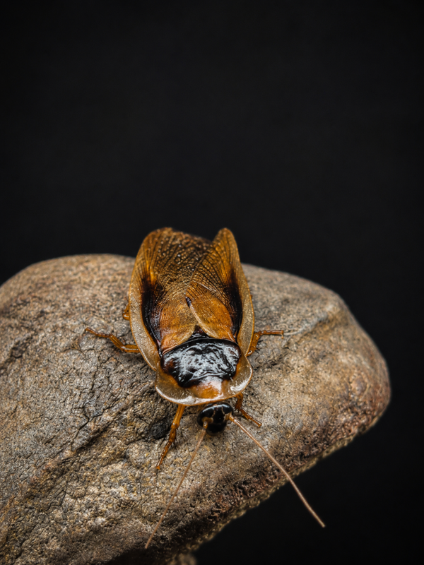 Blaptica dubia - Blatte géante d'Argentine