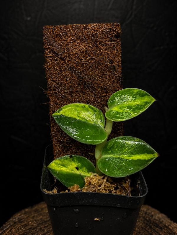 Rhaphidophora hayi variegata