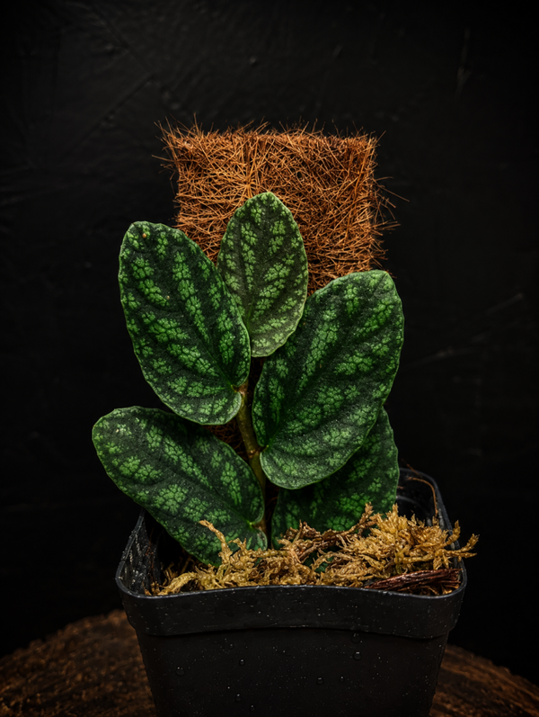 Pellionia pulchra