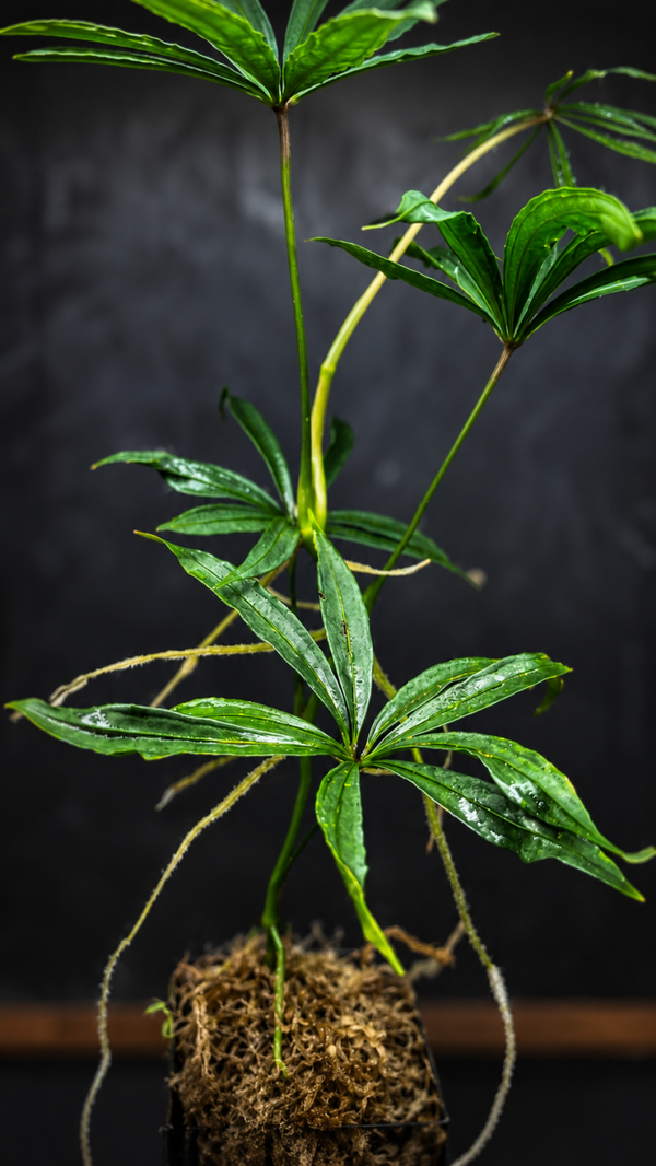 Anthurium polyschistum