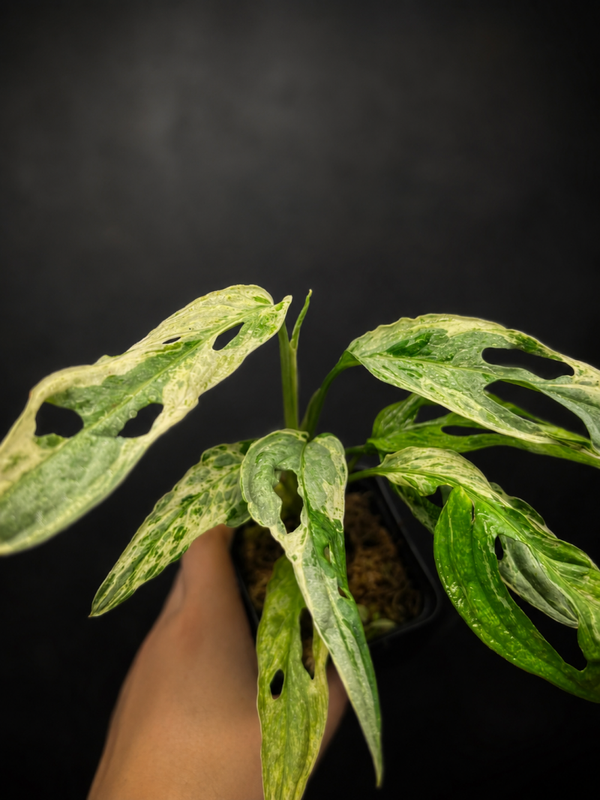 Monstera indonesian marble