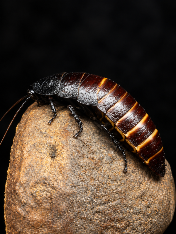 Gromphadorhina oblongata - Blatte géante