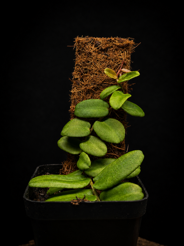 Marcgravia sp. sintenisii