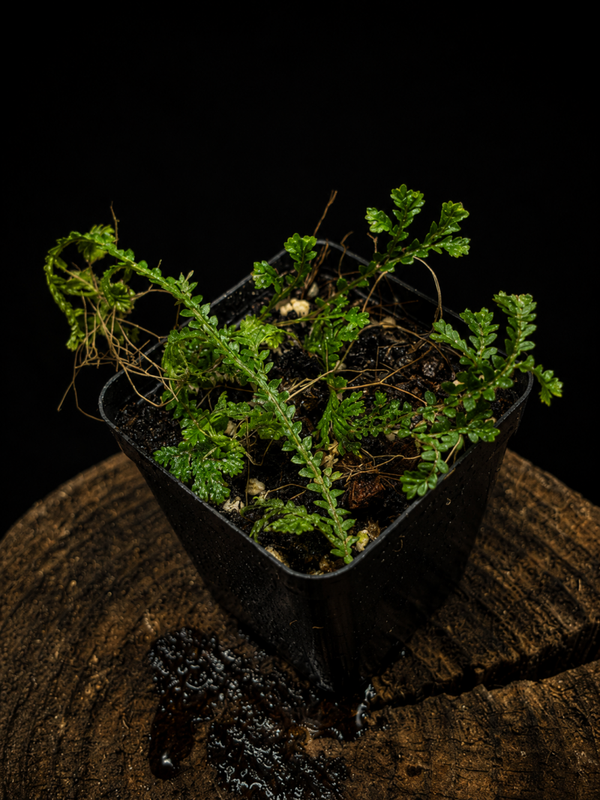 SELAGINELLA UNCINATA