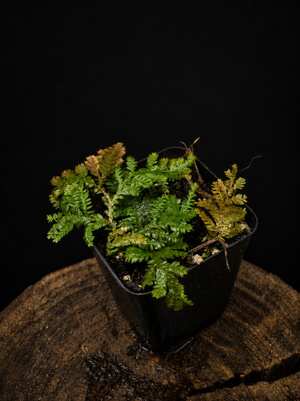 Selaginella sp papua