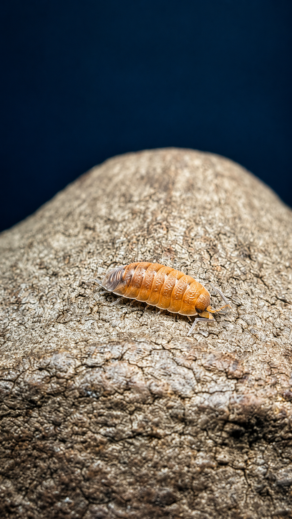 Porcellio scaber lava - Cloporte de lave