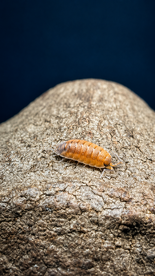 Porcellio scaber lava - Cloporte de lave