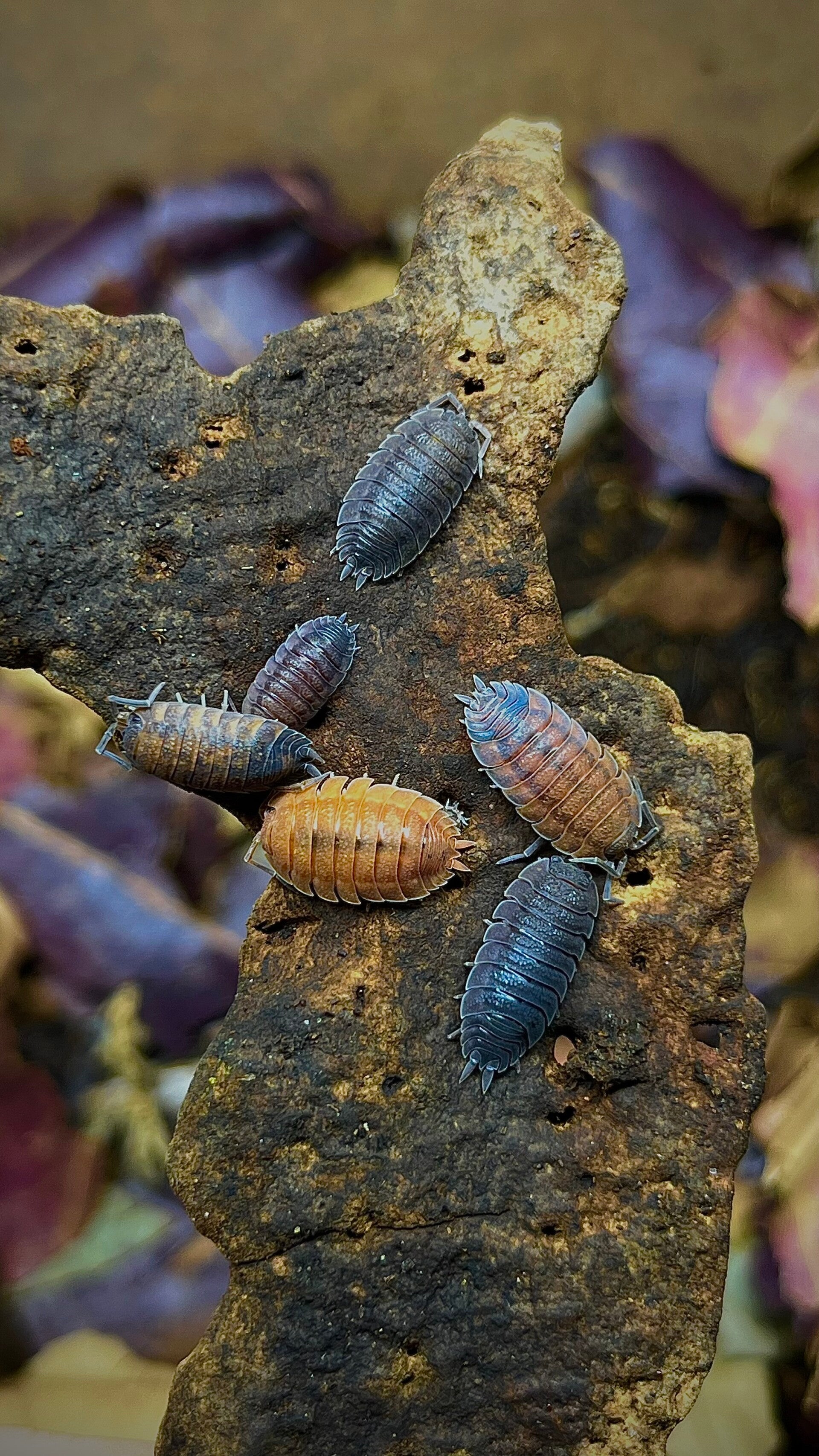 Porcellio scaber lava - Cloporte de lave