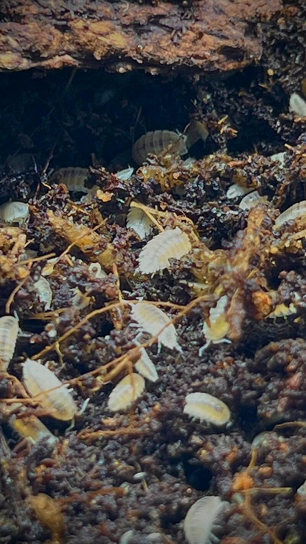 Trichorhina tomentosa - Cloportes tropicaux