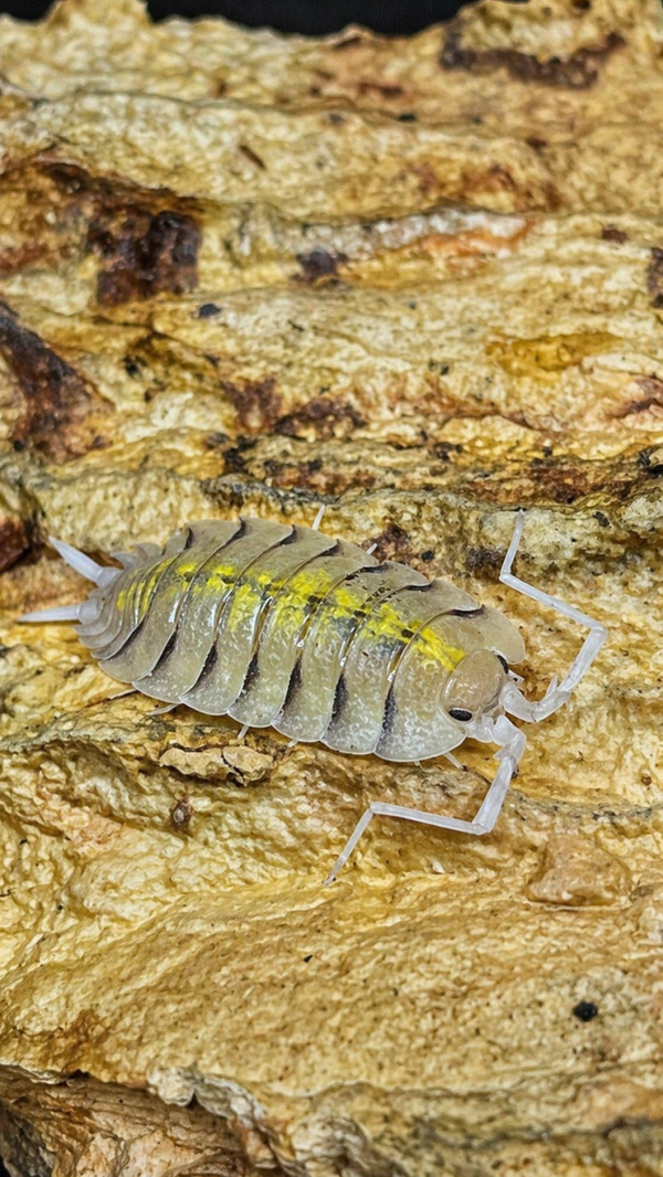 Porcellio bolivari "yellow ghost"