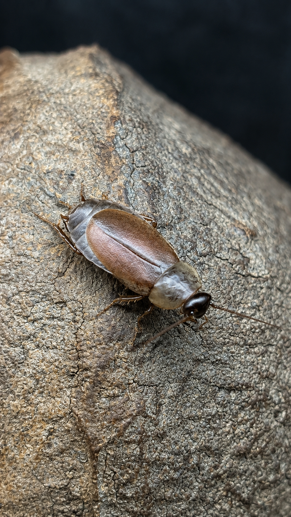 Diploptera punctata - Blatte coléoptere