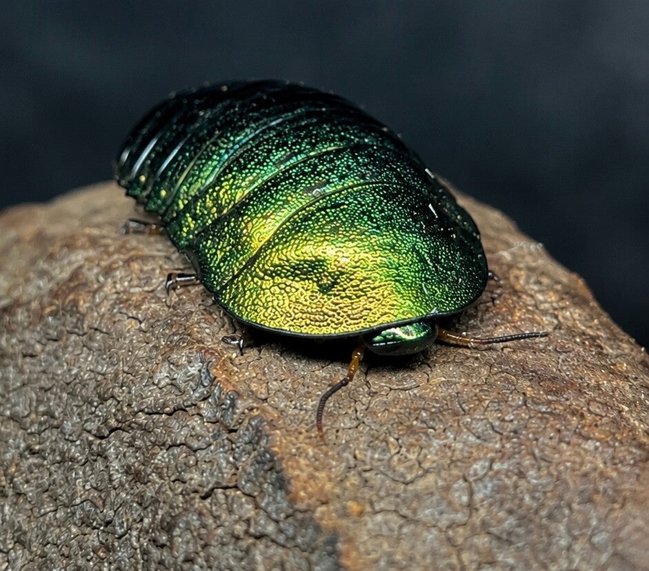 Pseudoglomeris magnifica - Blatte émeraude