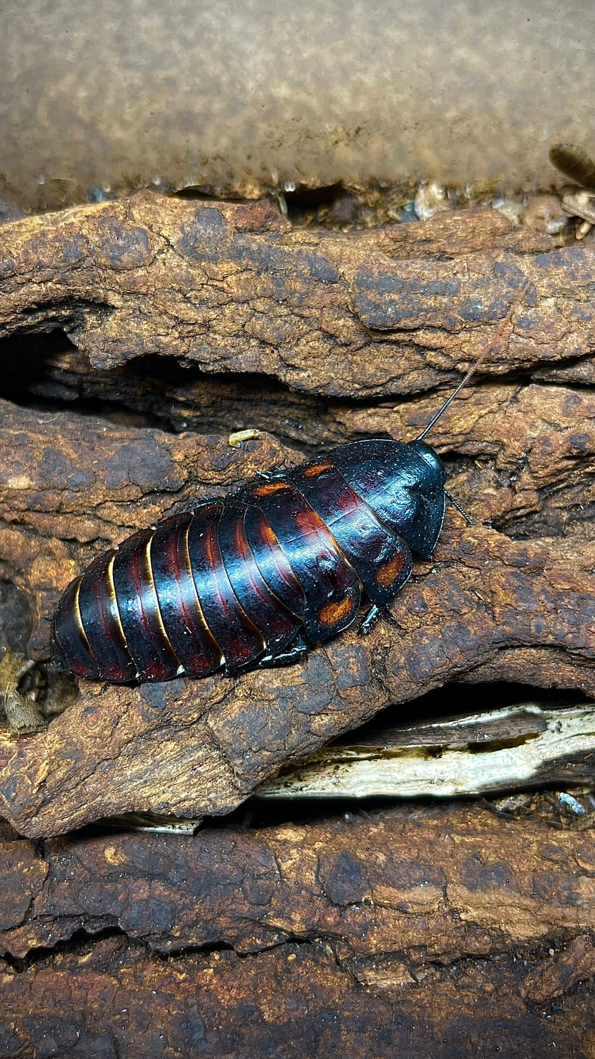 Aeluropoda insignis - Blatte souffleuse fine