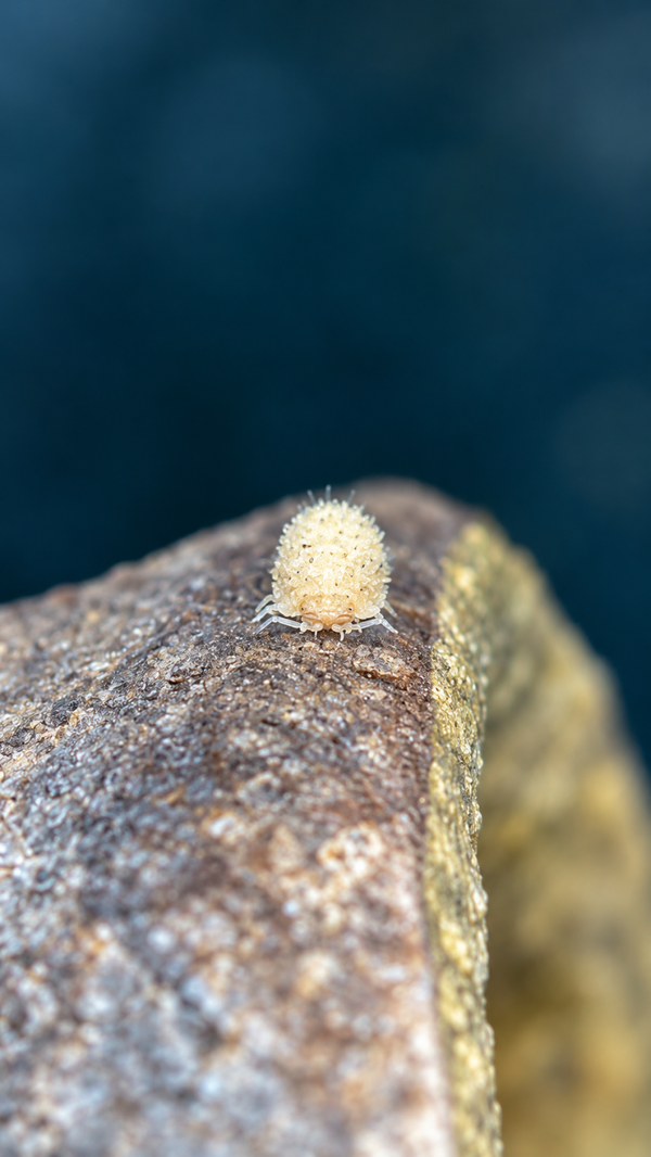 cristarmadillidium muricatum