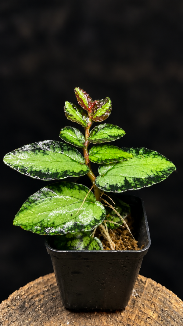 Pellionia repens