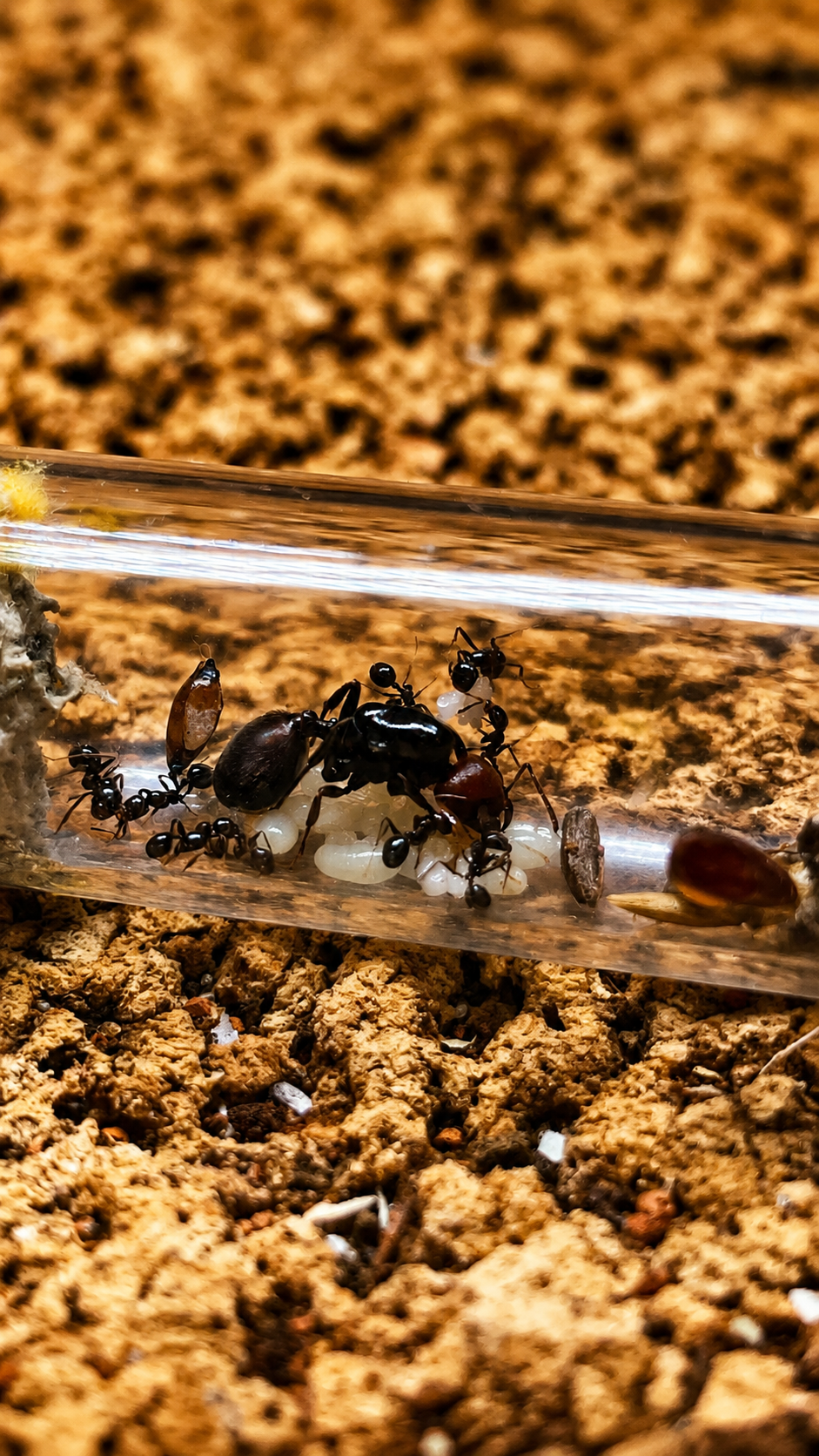 Messor barbarus - Fourmi moissonneuse