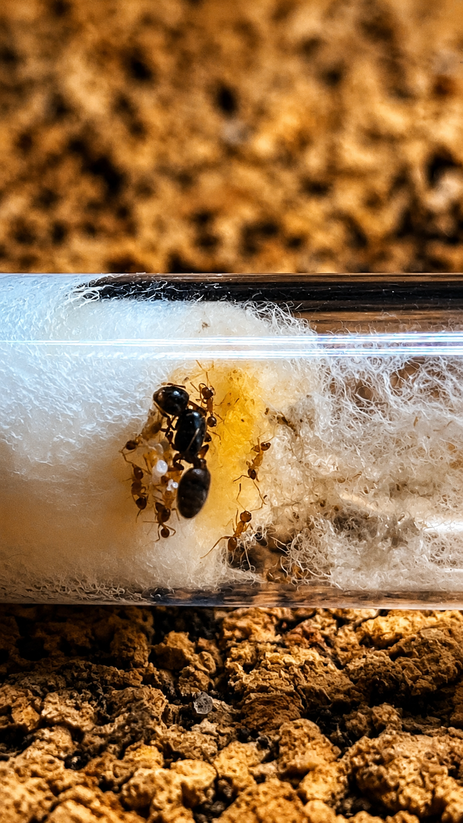 Pheidole pallidula
