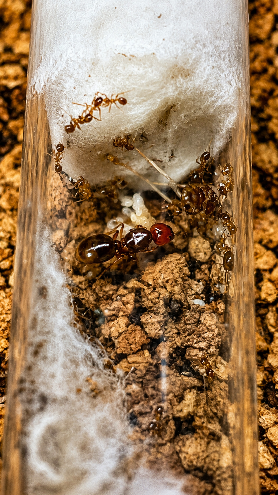 Pheidole cf pallidula rouge