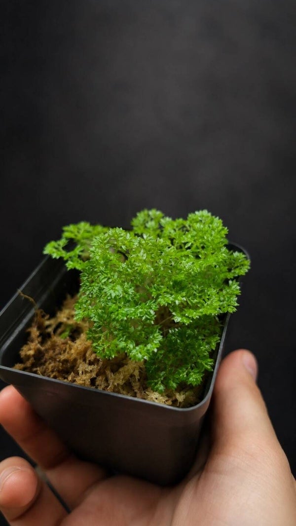 Selaginella apoda