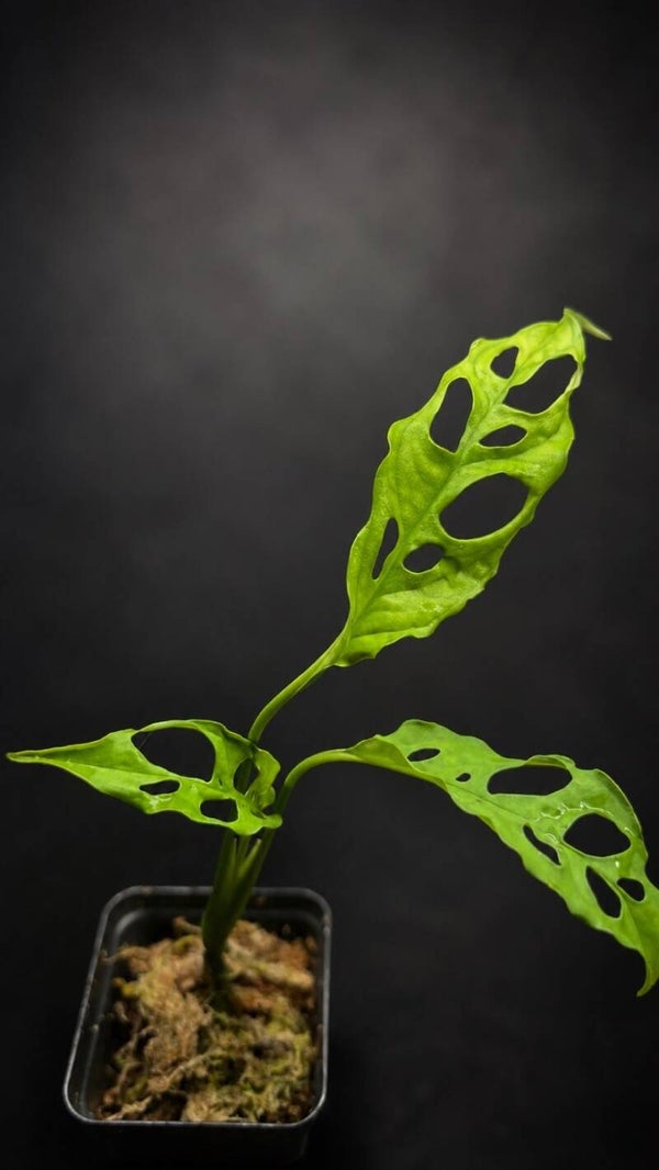 Monstera obliqua peru