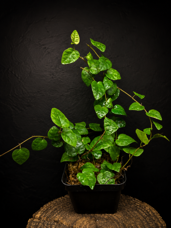 Ficus pumila
