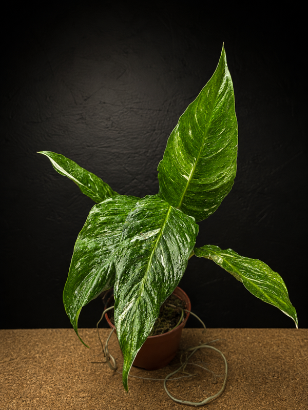 Spathiphyllum "diamond variegata"