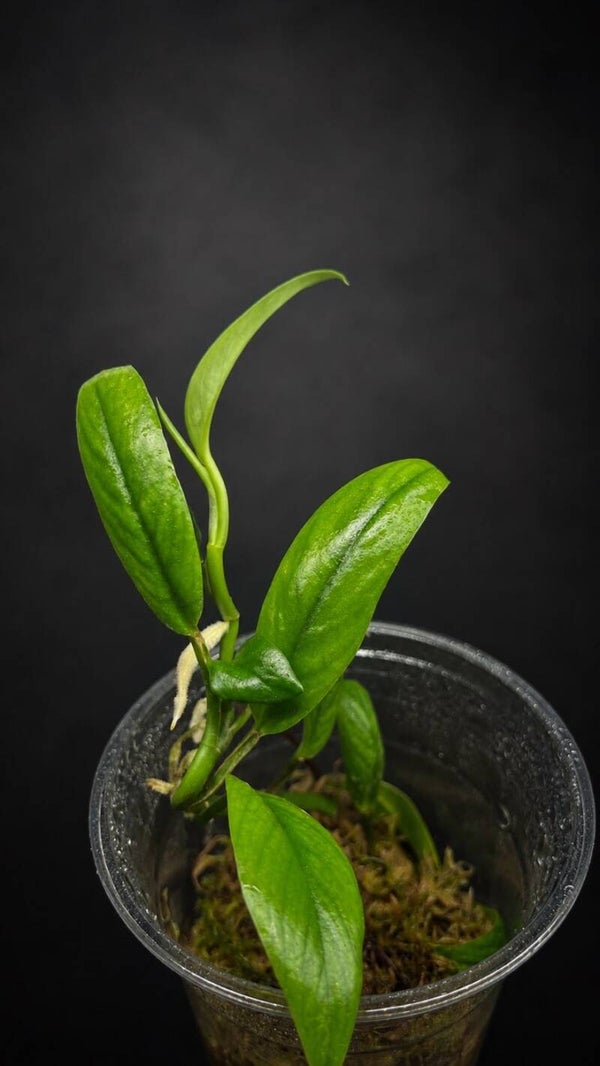 Rhaphidophora hongkongensis
