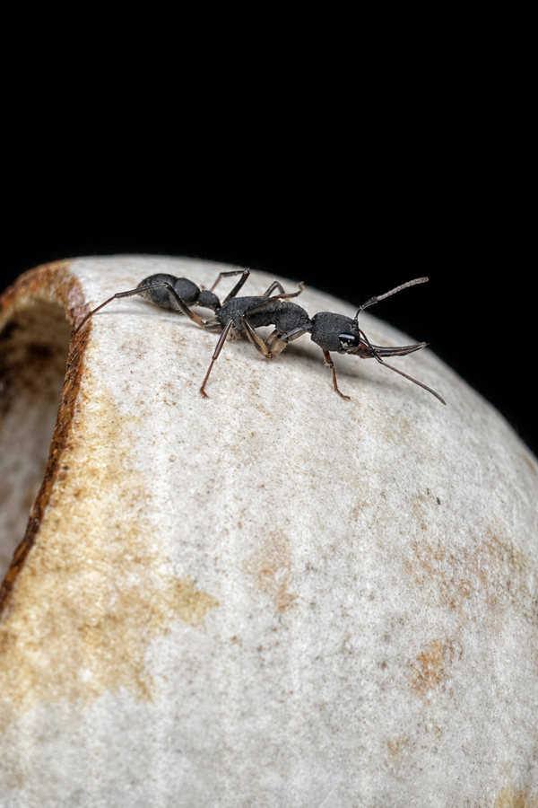 Harpegnathos venator