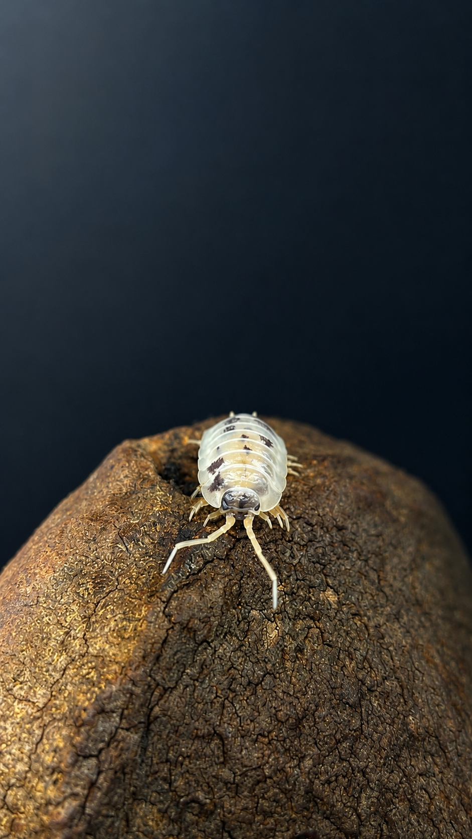 Porcellio laevis dairy cow