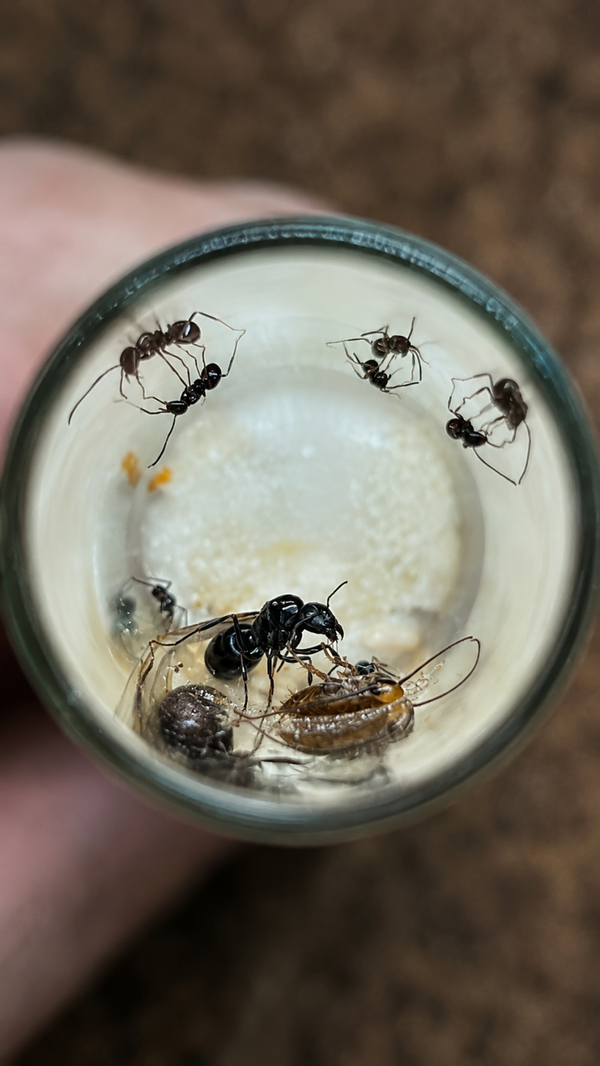 Camponotus piceus
