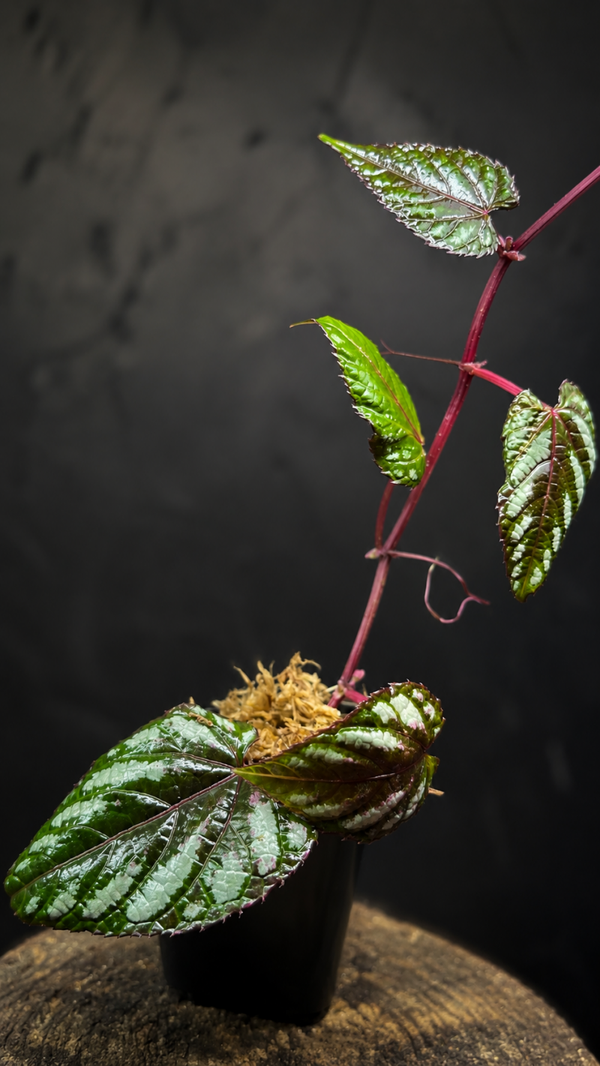 Cissus discolor