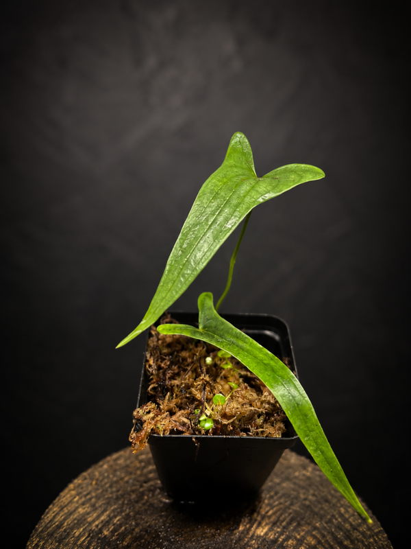 Dioscorea sp borneo
