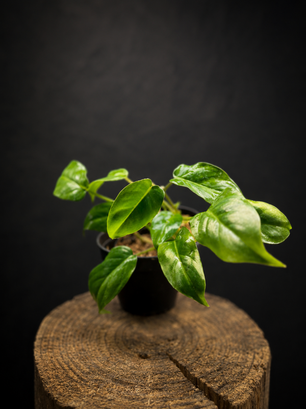 Philodendron burl max