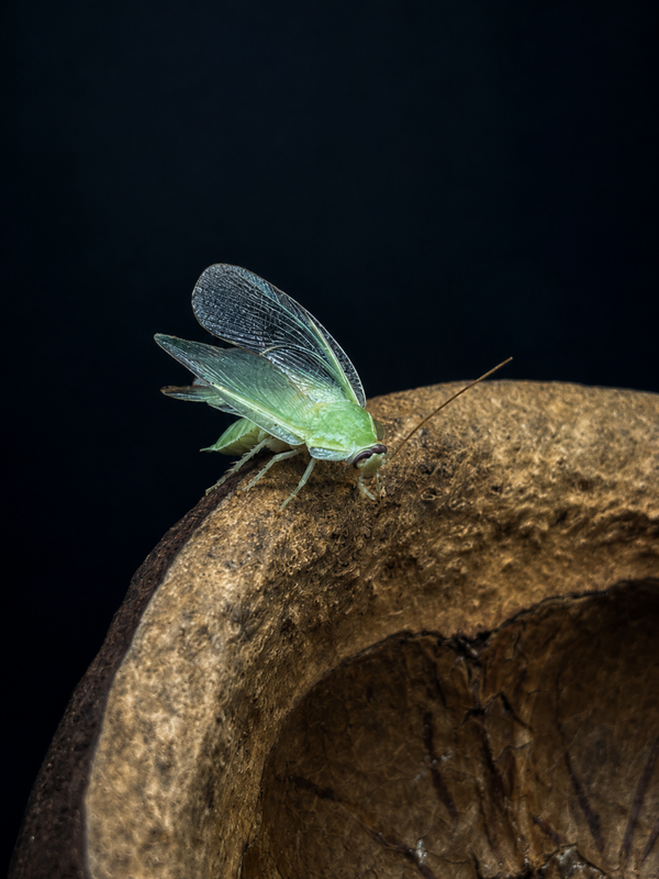 Panchlora nivea - Blatte verte de cuba