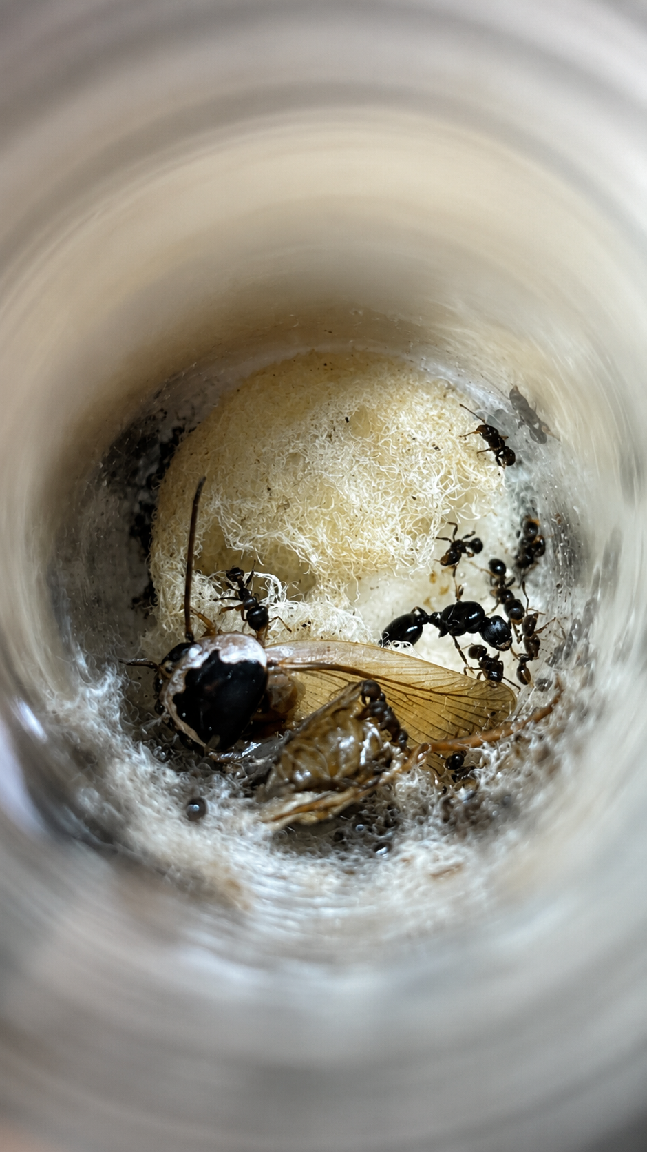 Tetramorium semilaeve