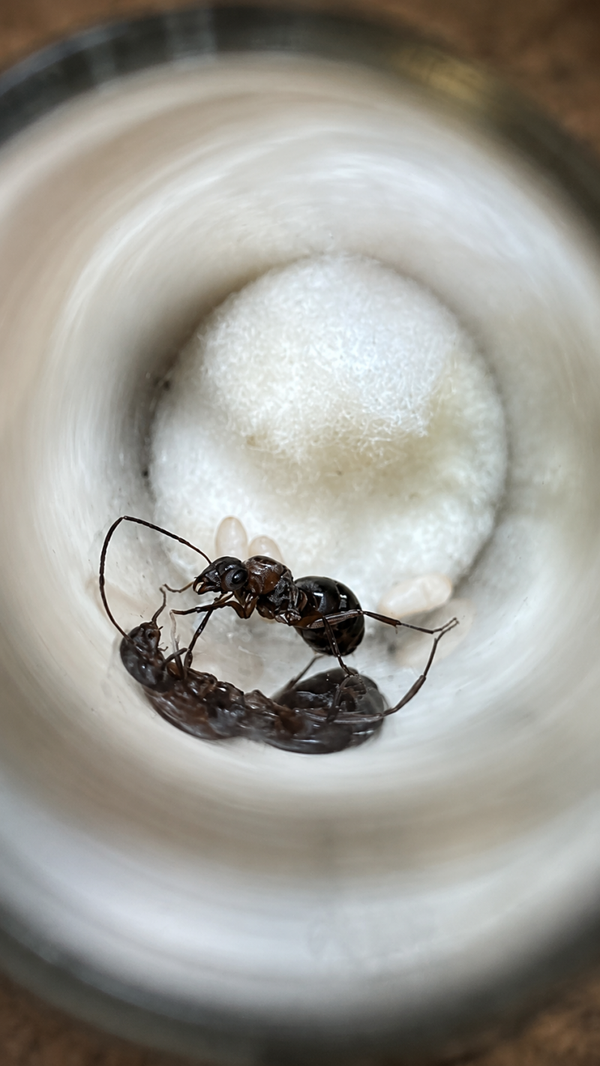 Formica rufibarbis