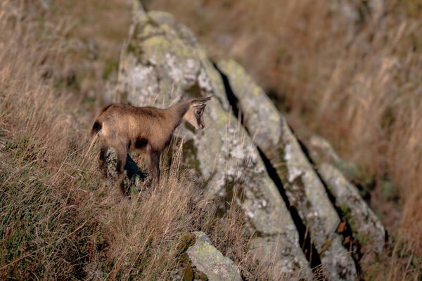 Jeune chamois